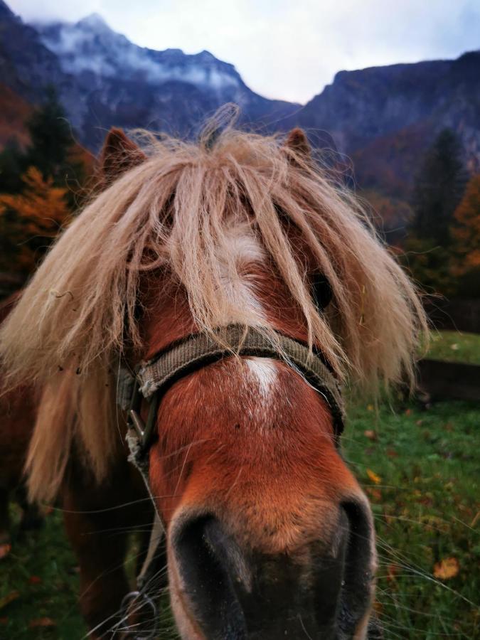 Skalca Villa Kamniska Bistrica Bagian luar foto